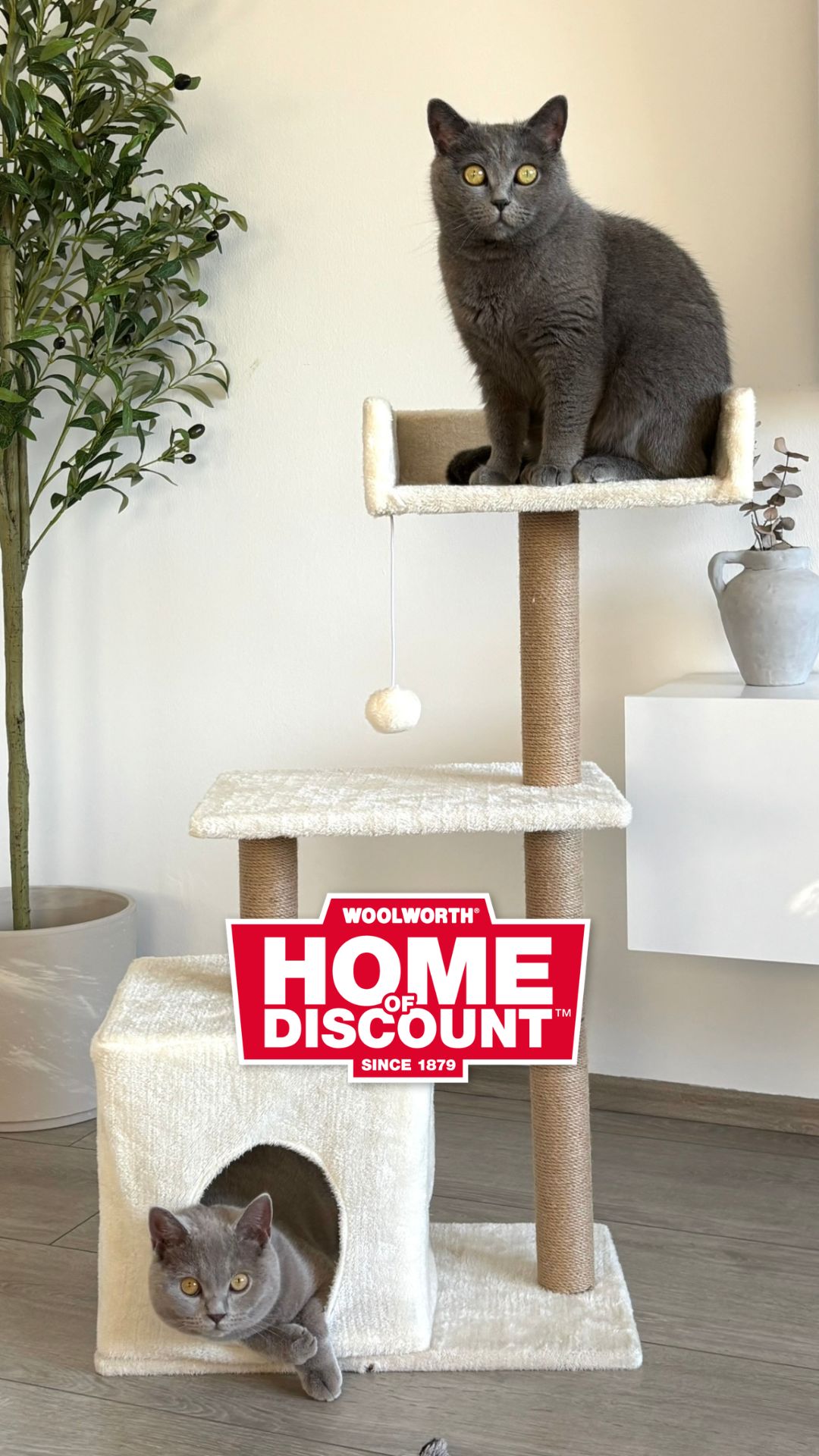 🐱🧶 Alles für deine Katze! 🧶🐱 Ob Spielen, Klettern oder Fressen – hier findet deine Katze alles, was…