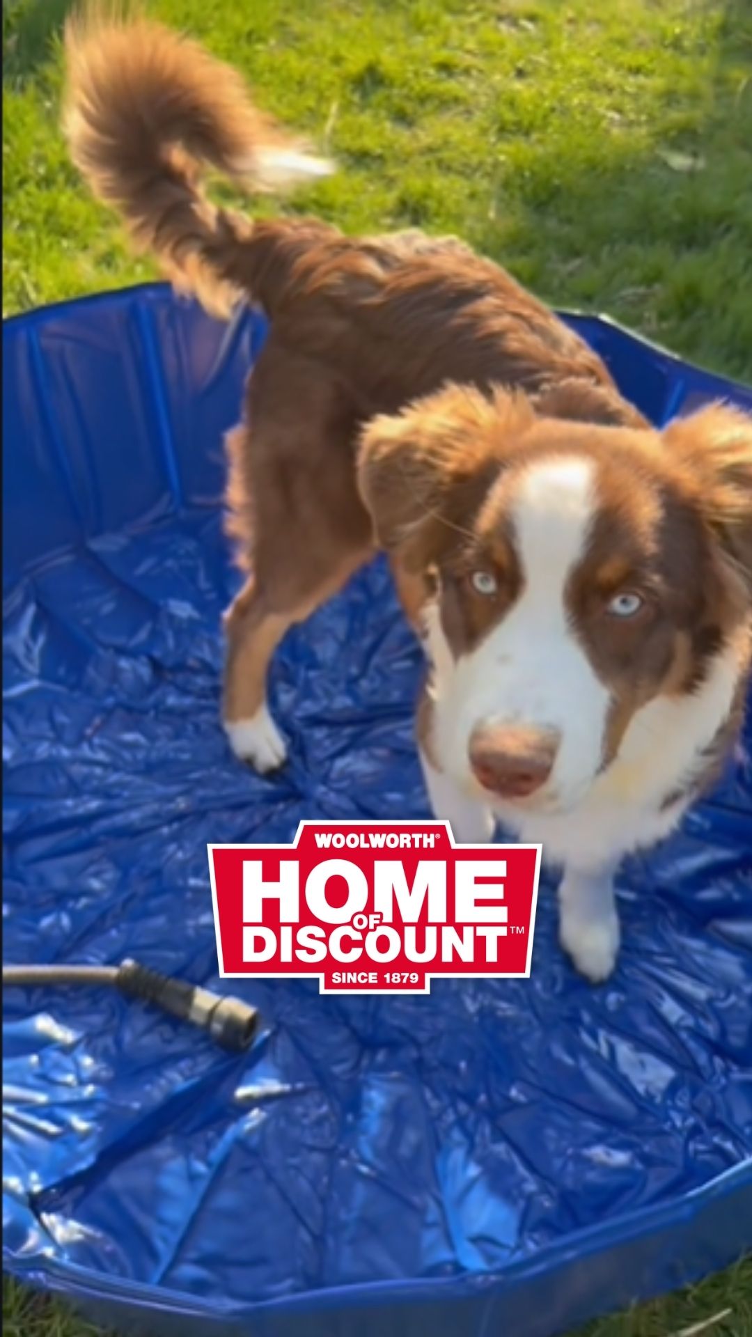 🐶💦 Abkühlung und Spielspaß für deinen Vierbeiner! 💦🐶 Ob klassischer Hundepool zum Planschen oder…