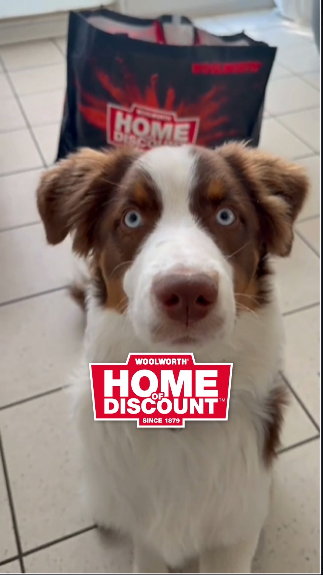 🎾🐶 Spielspaß und Abkühlung für deinen Vierbeiner! 🐶❄️ Ob robustes Hundespielzeug für ausgelassene…