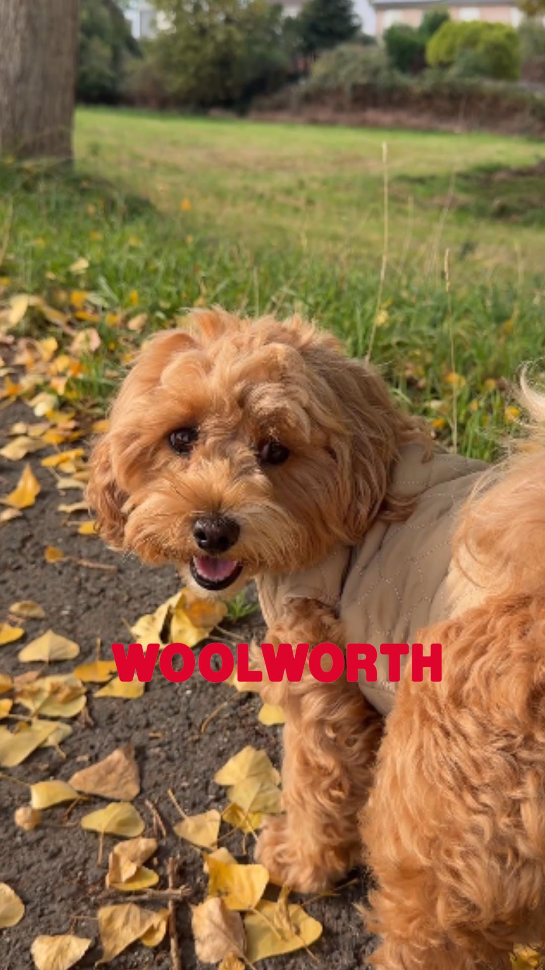 🐶🍂 Kuschelig warm durch den Herbst! 🍂🐾 Wenn die Temperaturen sinken, wird es Zeit für gemütliche…